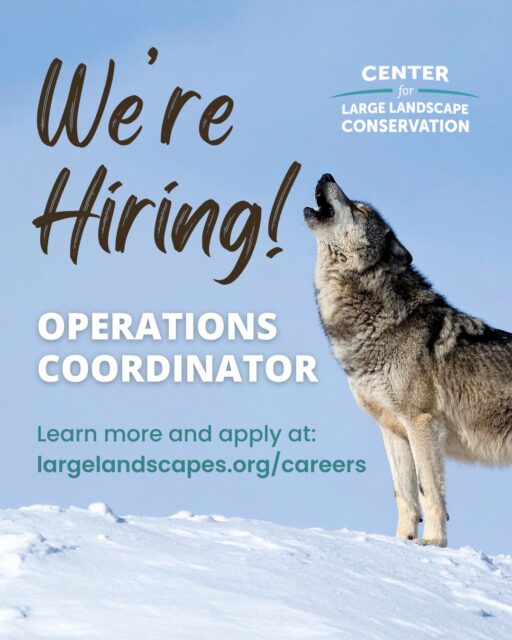 The Center for Large Landscape Conservation is seeking a talented professional to join our team in the role of Operations Coordinator. This person will be responsible for supporting the day-to-day operations, administrative functions, meetings and events, office systems, financial recordkeeping, and staff support for travel. The role is a great opportunity for someone who enjoys keeping things running smoothly, supporting mission-driven teams, and contributing to conservation work from our Bozeman, Montana, office. The position is open until filled, with preference given to applications received by July 31, 2026. To learn more about the position or apply, see the link in our bio. #conservationcareers #conservationjobs