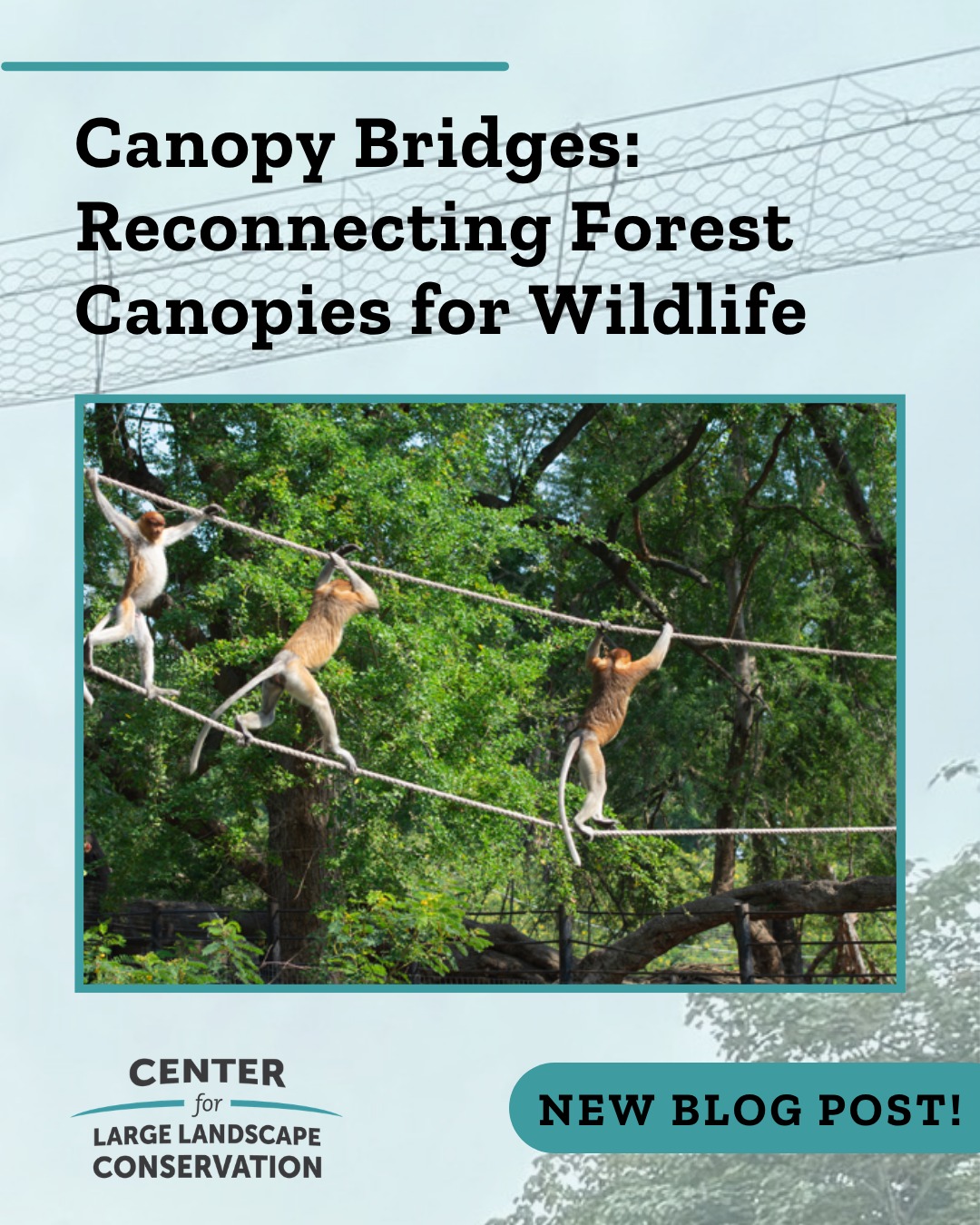 Busy roads can be both a barrier to movement and a major source of mortality for tree-dwelling species. Wildlife crossings are becoming a more widespread solution to reconnect fragmented habitats, keep animals on the move, and keep drivers safe. In places like the Amazon rainforest and Costa Rica, canopy bridge crossings that are designed for arboreal species are bridging the gaps in forest canopies created by roads or other barriers. Read our new blog post to learn more about the different kinds of canopy bridges and the species they serve. Follow the link in our bio to read the blog post.