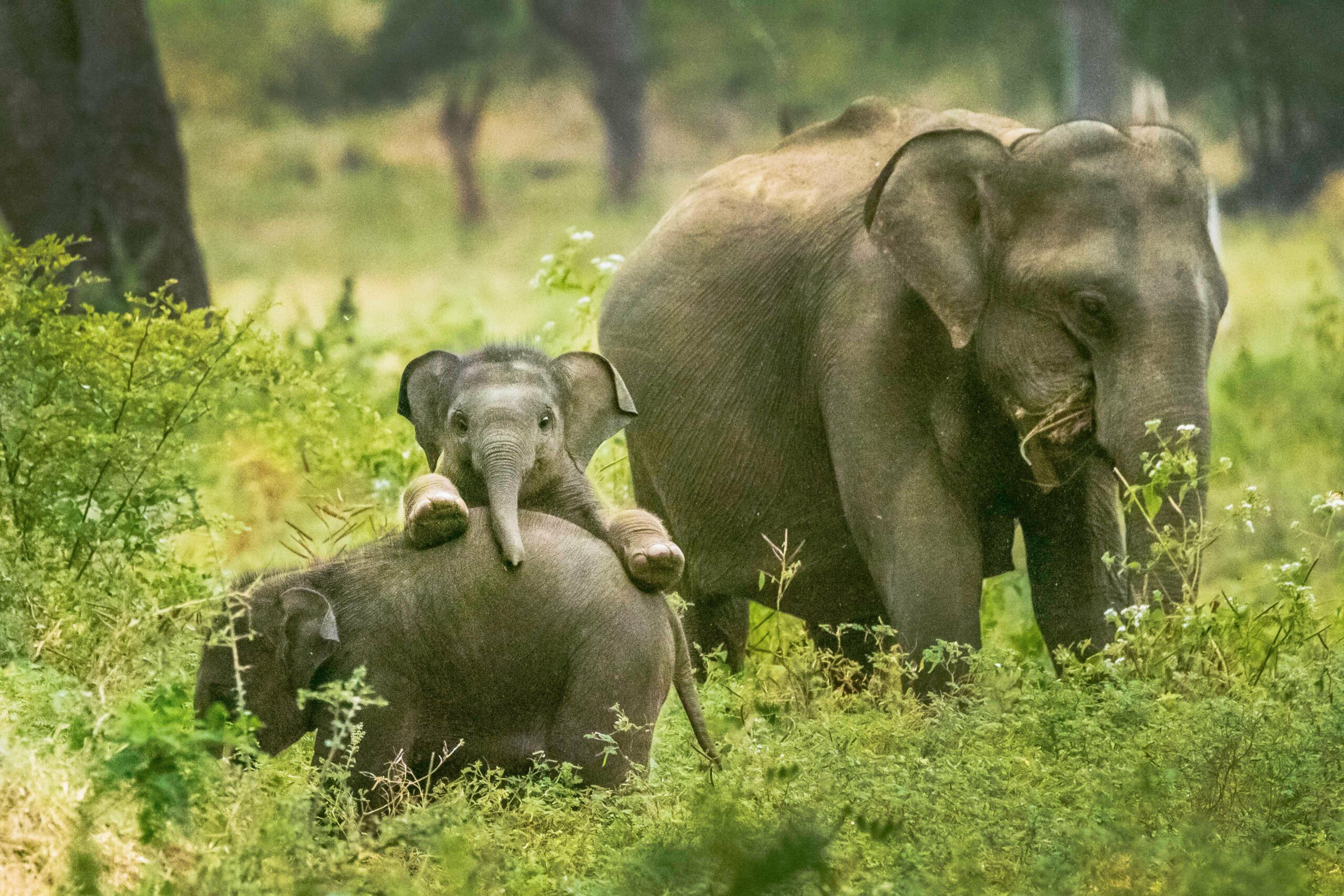 Elephant And Baby