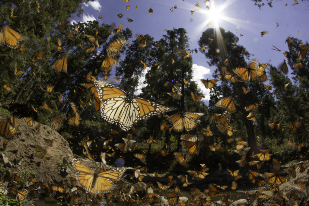 Monarch Butterfly