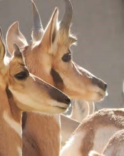 Sonoran pronghorn - USFWS