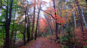 Rich Mountain Loop Great Smoky Mtns Np Tom Harrington Nps 30927529797 2395c6c335 C