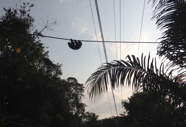 Single Line Aerial Crossing